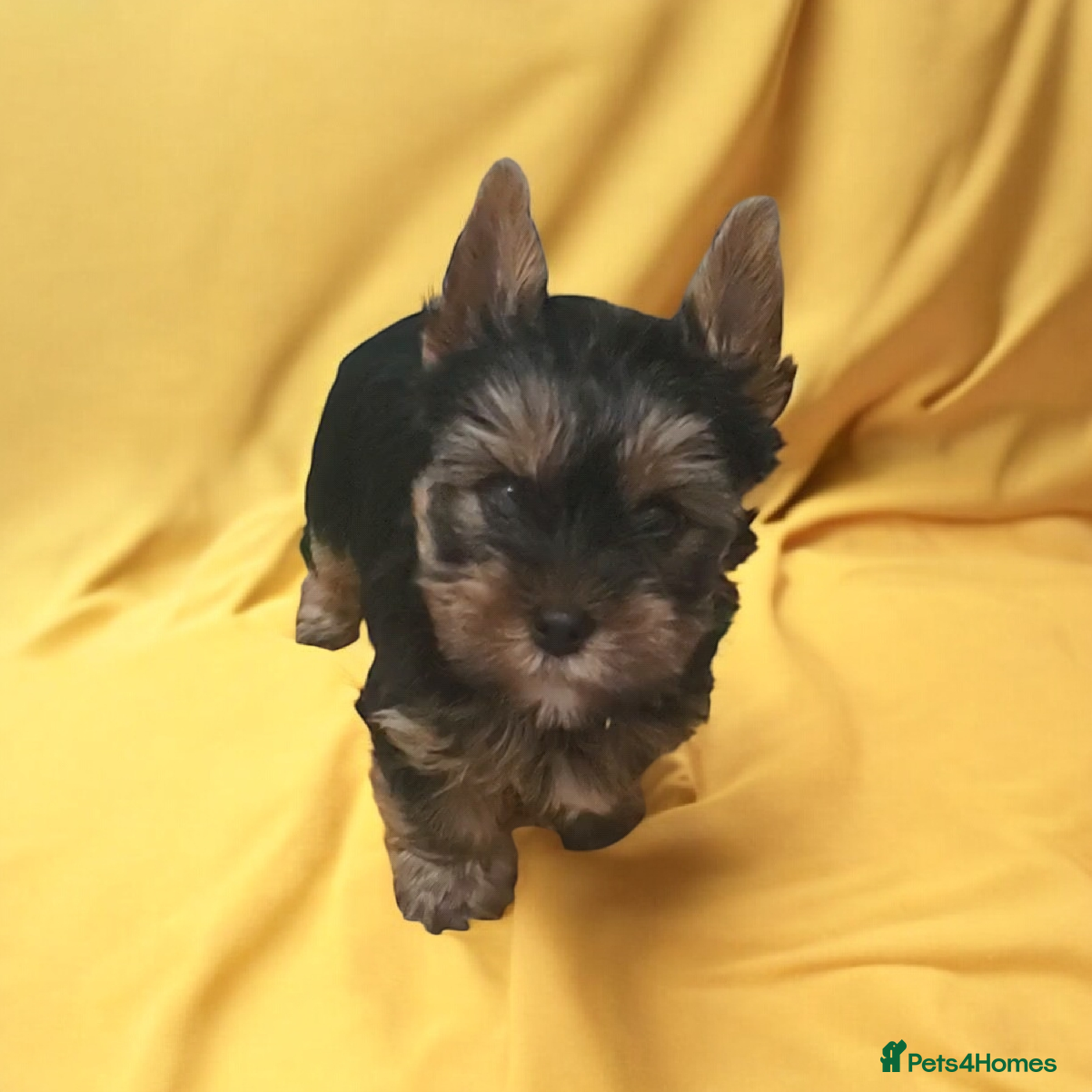 Yorkshire Terrier dogs Only little Boy left  - Advert 6