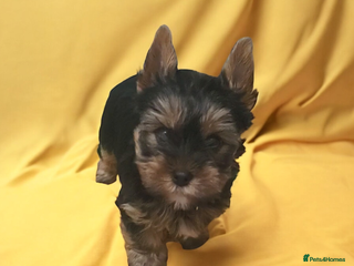 Yorkshire Terrier dogs Only little Boy left - Advert 5