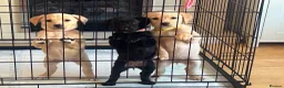 Borador dogs for sale: 6 Labrador /Borador Puppies for Sale Boys & Girls - Advert 11