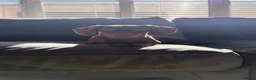 Miniature Dachshund dogs for sale: Beautiful Chocolate and Tan Miniature Dachshund  - Advert 10