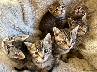 Bengal cats in Dorking - Advert 34