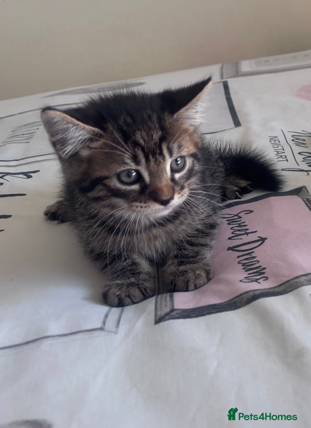 Mixed Breed cats for sale: Maine Coon Cross Kittens  - Image 8