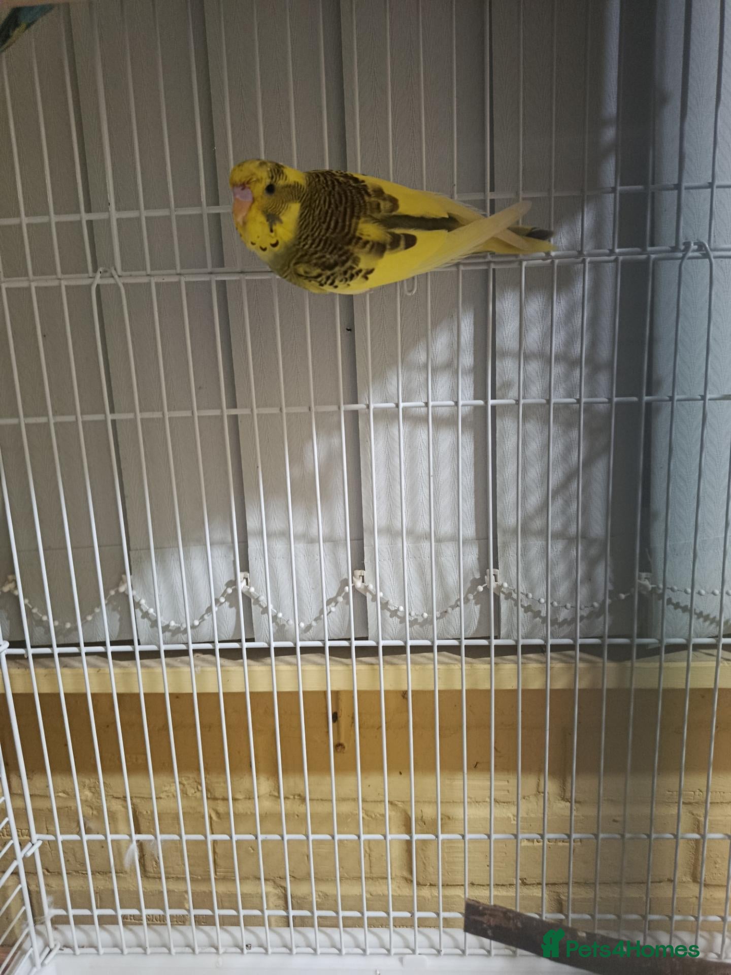 Budgerigars birds Yellow Budgie  - Advert 12