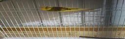 Budgerigars birds for sale: Yellow Budgie  - Advert 1