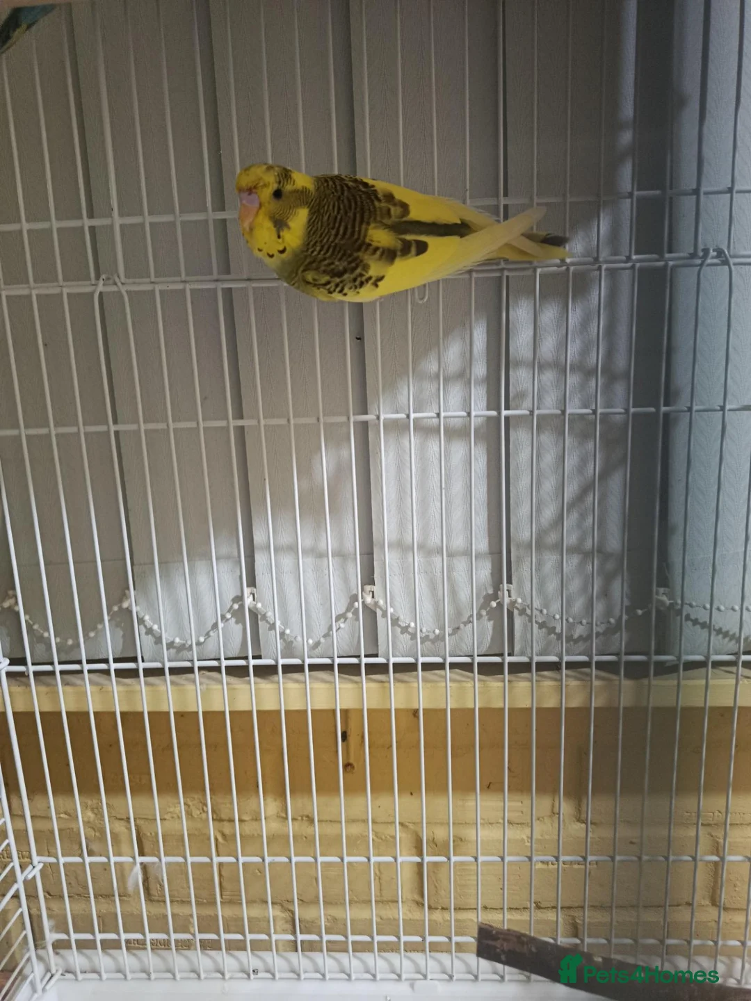 Budgerigars birds for sale: Yellow Budgie  - Advert 1