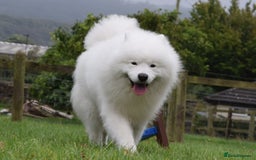 Samoyed dogs for stud: The Cutest Samoyed For Stud Kc Health Tested Champ - Image 6