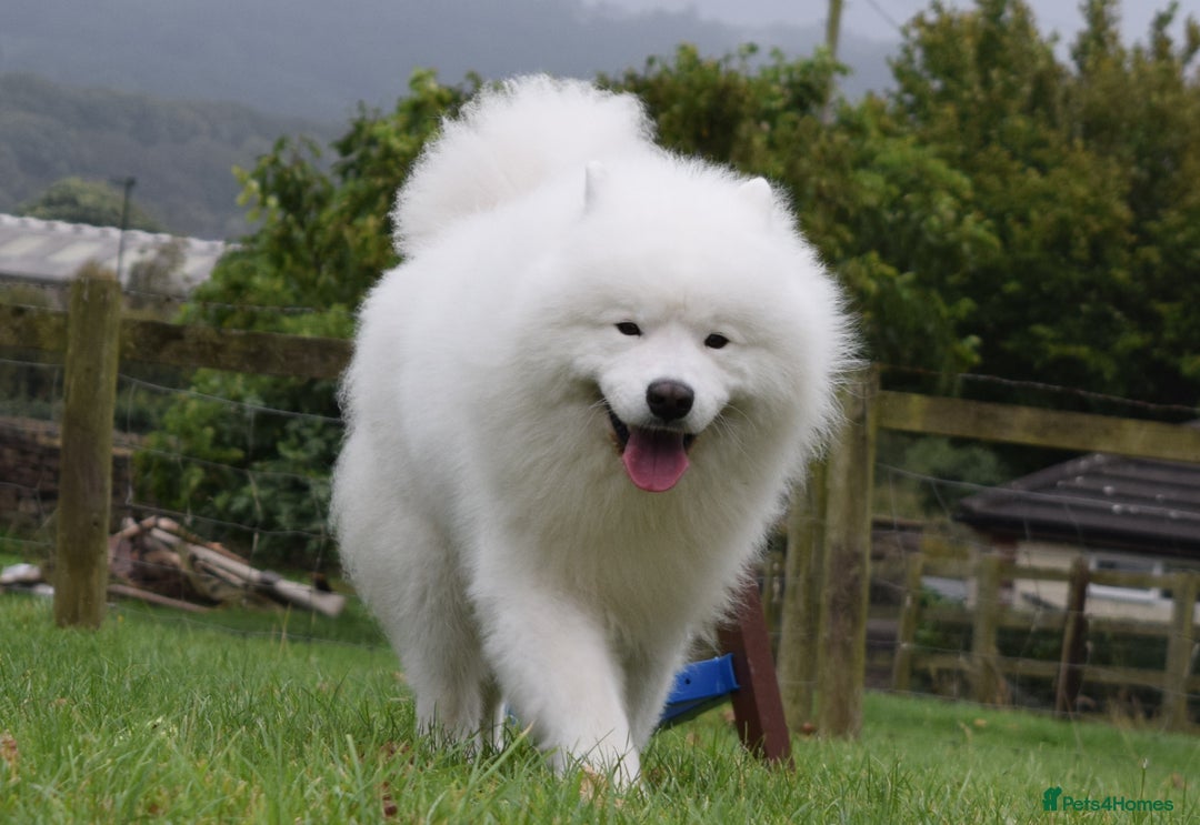 Samoyed dogs for stud: The Cutest Samoyed For Stud Kc Health Tested Champ - Image 6
