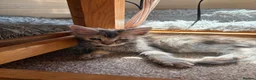 Maine Coon cats for sale: Beautiful Pedigree Maine Coon Kittens  - Advert 3