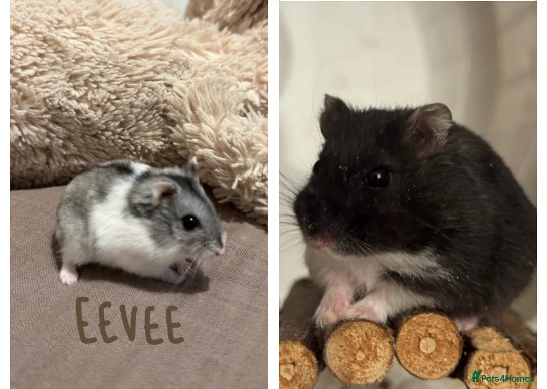 Hamster rodents for sale: Winter White Dwarf Hamsters - Advert 1