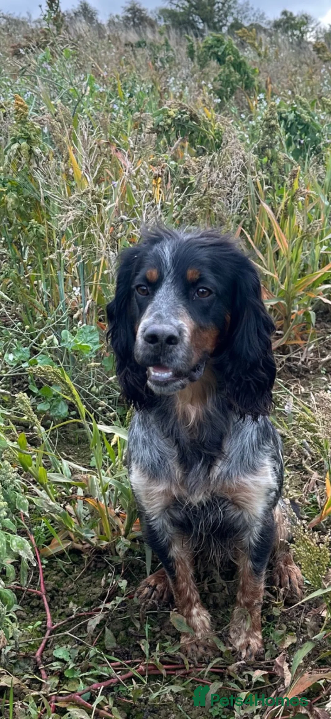 Mixed Breed dogs for sale: Cocker x sprollie  - Advert 22