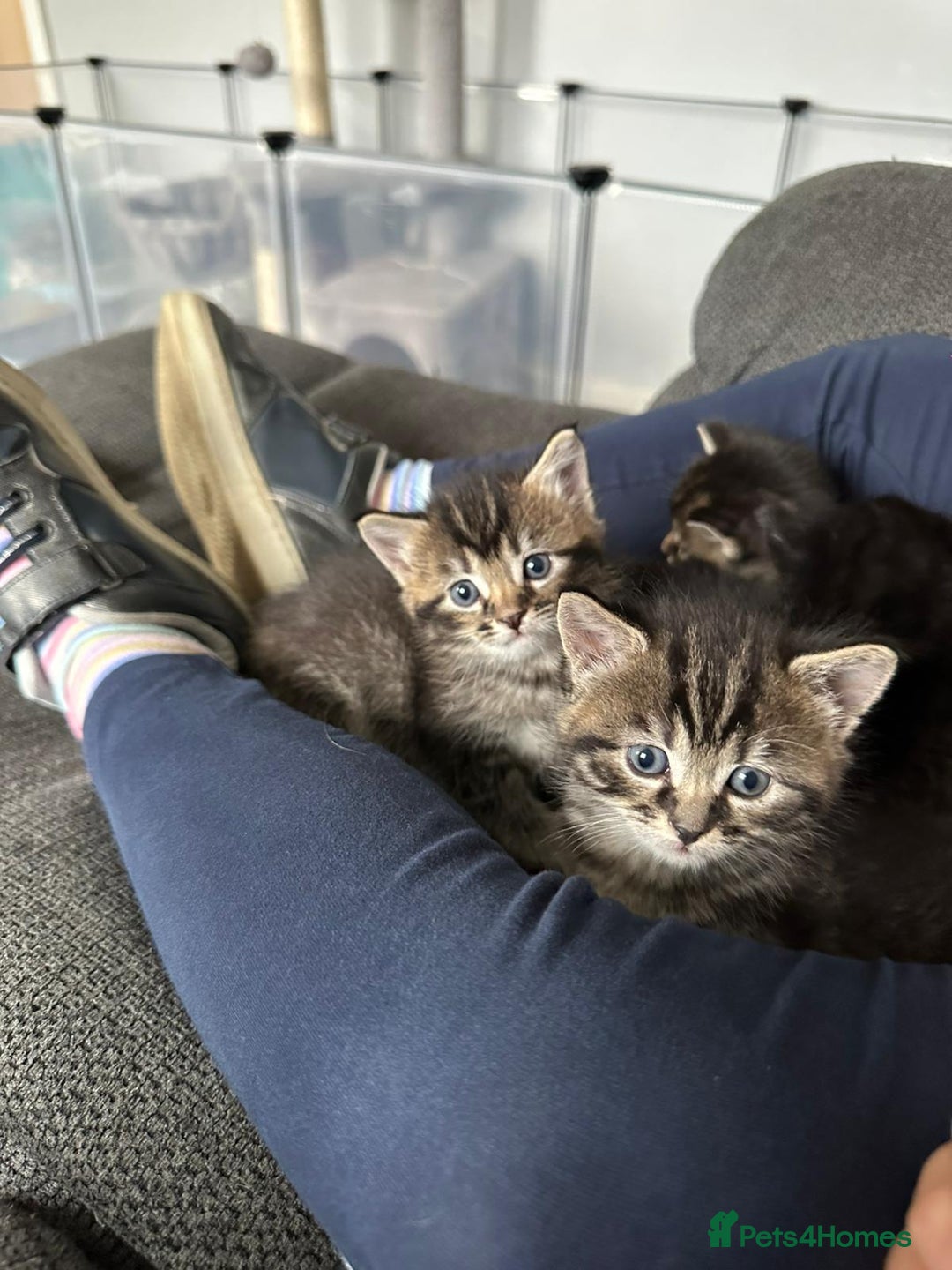 Mixed Breed cats for sale: Beautiful tabby girl - Image 5
