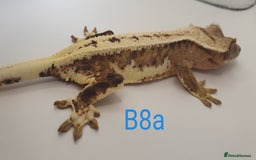 Gecko reptiles for sale: Juvenile Crested Geckos - Image 29