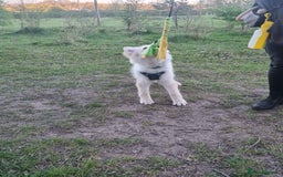 German Shepherd dogs for sale: 9 month white German shepherd  - Image 5