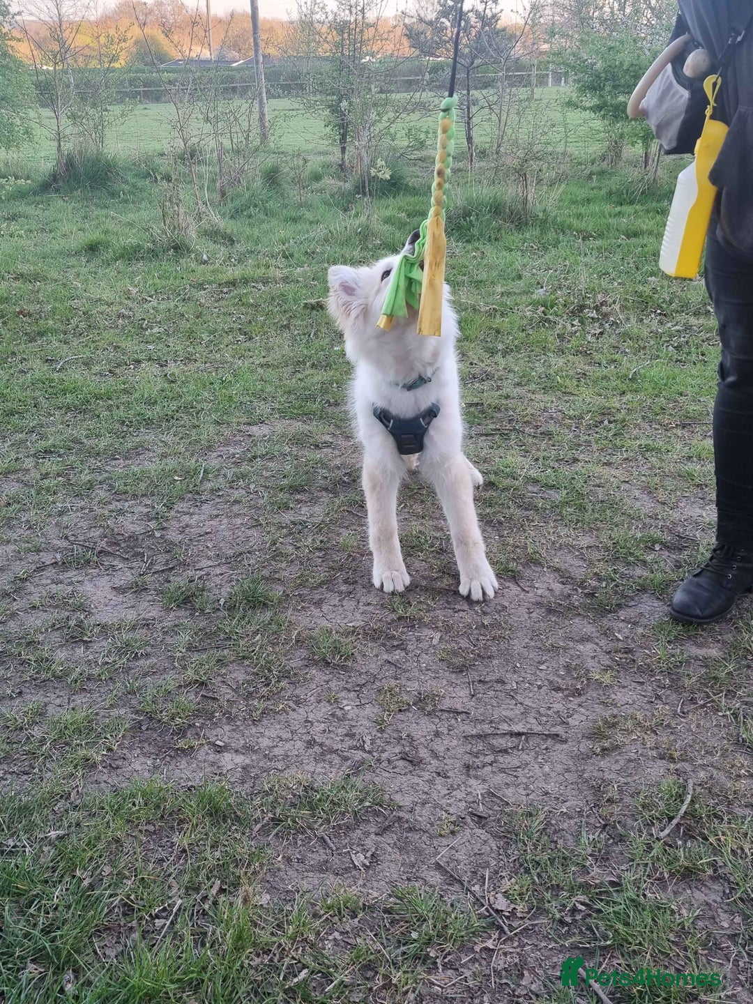 German Shepherd dogs for sale: 9 month white German shepherd  - Image 5