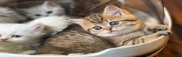 Munchkin cats for sale: Full Pedigree Munchkin Kittens - Advert 9