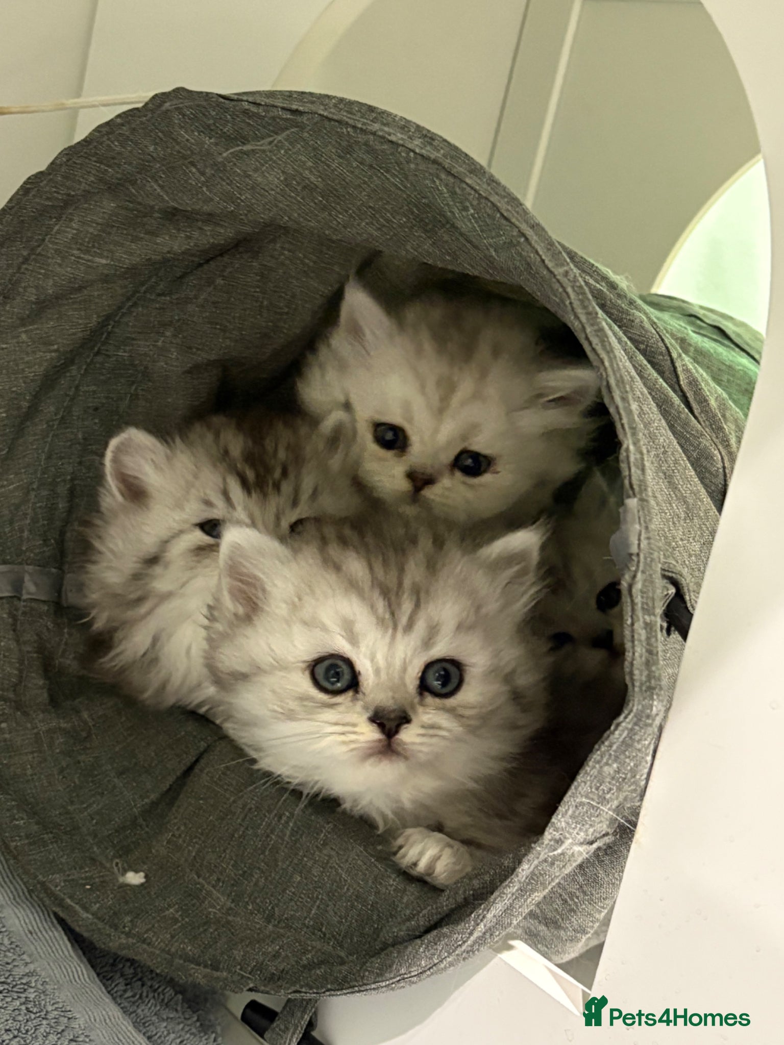 Persian cats Purebred Persian kittens  - Advert 6