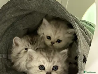 Persian cats Purebred Persian kittens - Advert 6