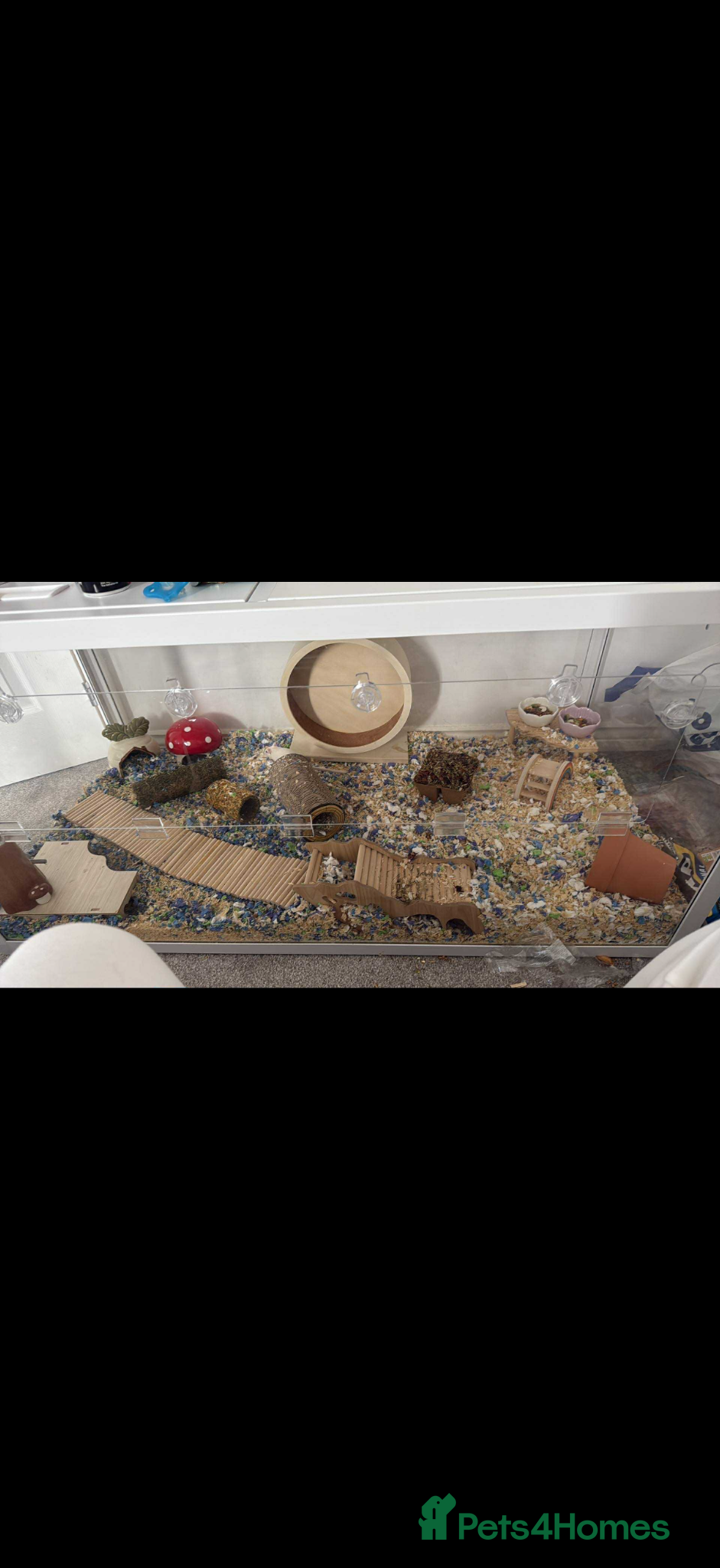 Gerbil rodents 2 male gerbils + bucostate 3.0 cage - Advert 1