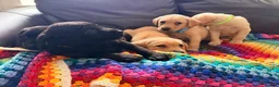 Labrador Retriever dogs for sale: Here come the boys! - Advert 24