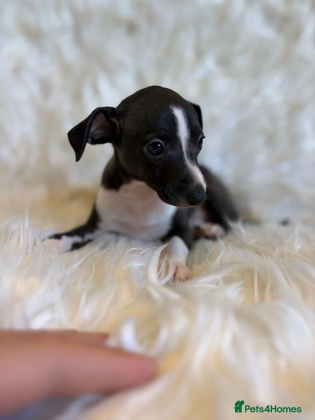 Italian Greyhound dogs for sale: ✨ KC Registered Italian Greyhound puppies ✨ - Advert 40
