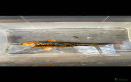 Koi Carp fish for sale: 💥QUALITY KOI CARP COLOURFUL NICE SELECTION💥 - Image 4