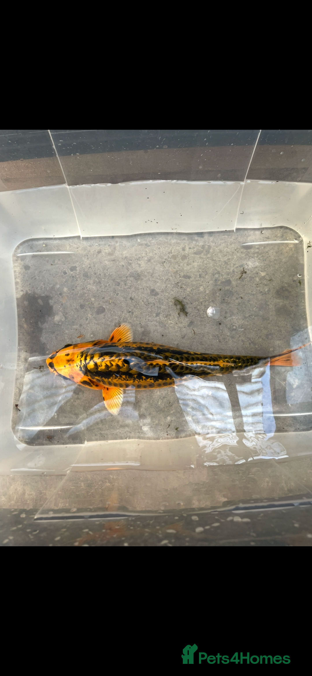 Koi Carp fish for sale: 💥QUALITY KOI CARP COLOURFUL NICE SELECTION💥 - Image 4