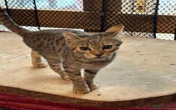 Bengal cats for sale: Gorgeous brown spot bengal kittens Sofa ready  - Image 4