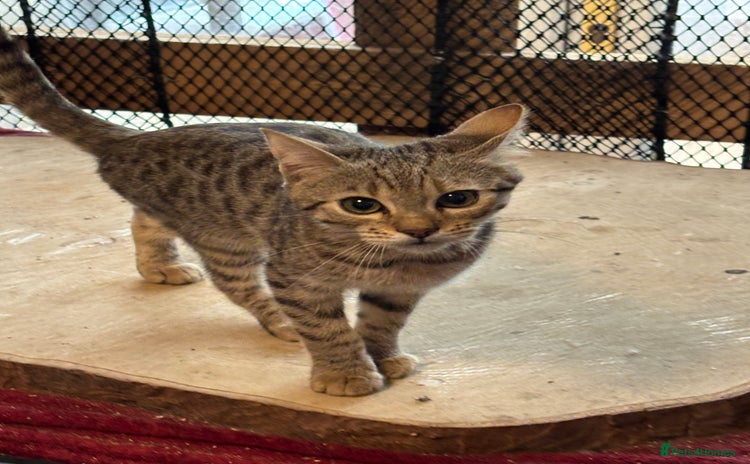 Bengal cats - Advert 7