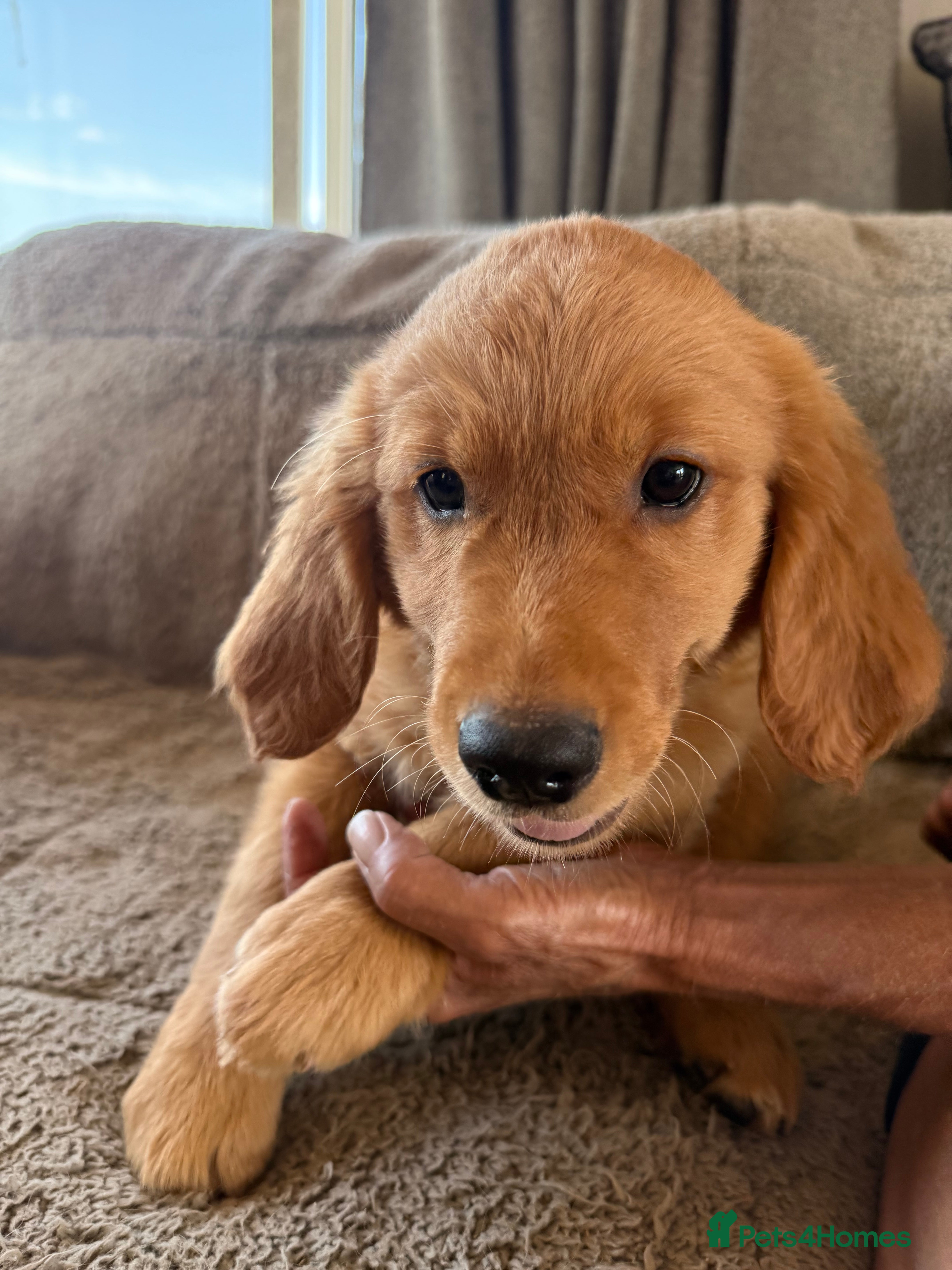 Golden Retriever dogs Ready for their new homes - Advert 2
