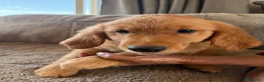 Golden Retriever 5