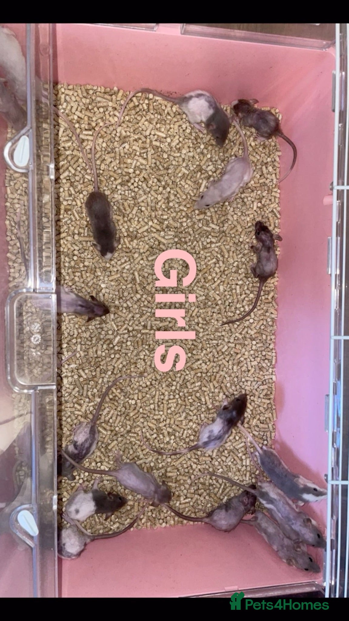 Rat rodents Beautiful baby rat’s available now! - Advert 7