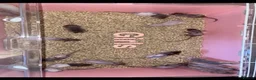 Rat rodents for sale: Beautiful baby rat’s available now! - Advert 1