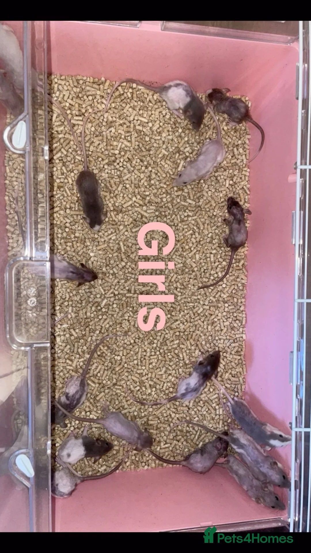 Rat rodents for sale: Beautiful baby rat’s available now! - Advert 1
