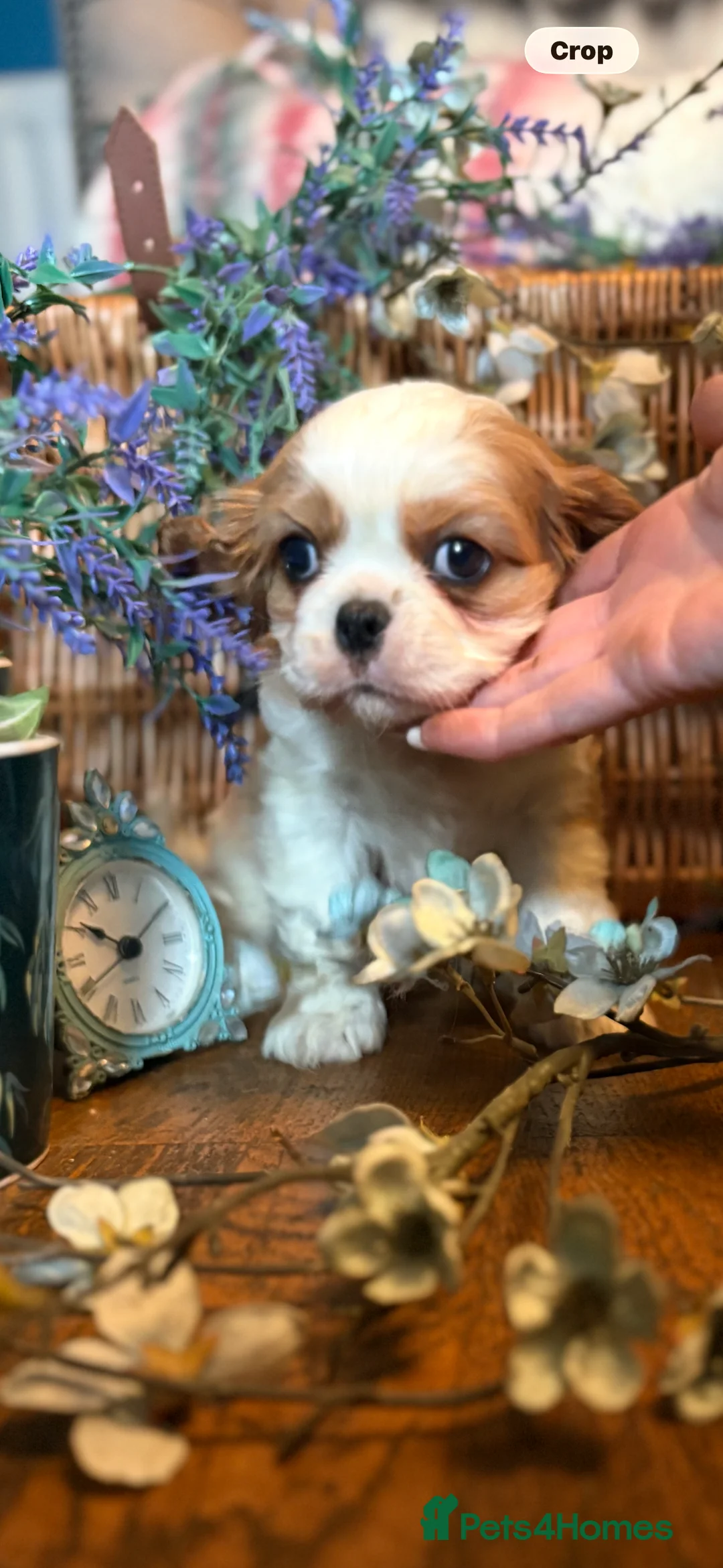 Cavalier King Charles Spaniel dogs for sale: KC PEDIGREE CAVALIER KING CHARLES - Advert 16