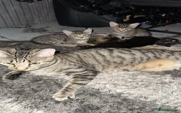 Domestic Shorthair cats for sale: Adorable tabby/bengal kittens to a good home - Image 16