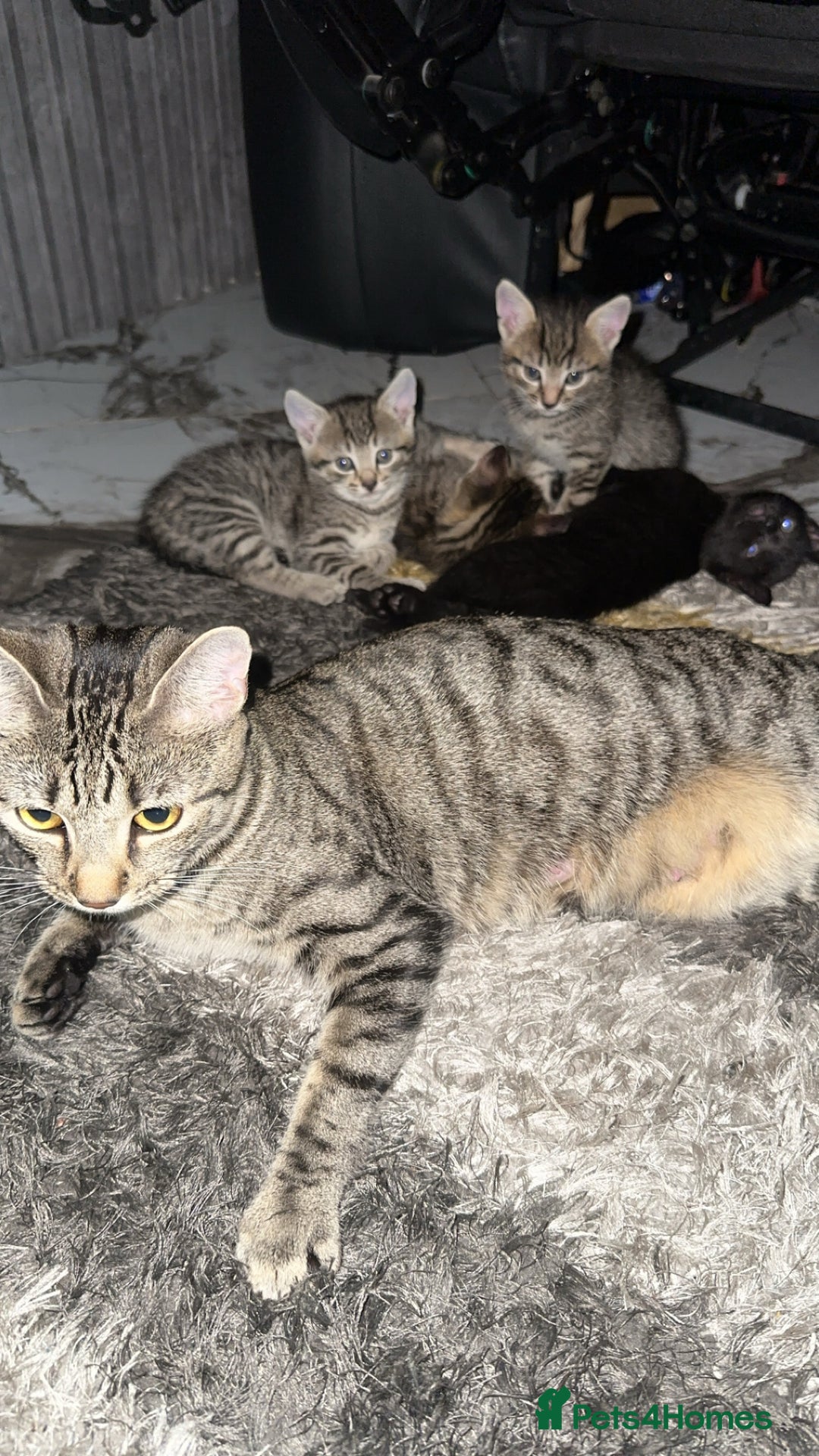 Domestic Shorthair cats for sale: Adorable tabby/bengal kittens to a good home - Image 16