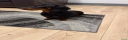 Miniature Dachshund dogs for sale: Miniature Dachshunds  - Advert 17