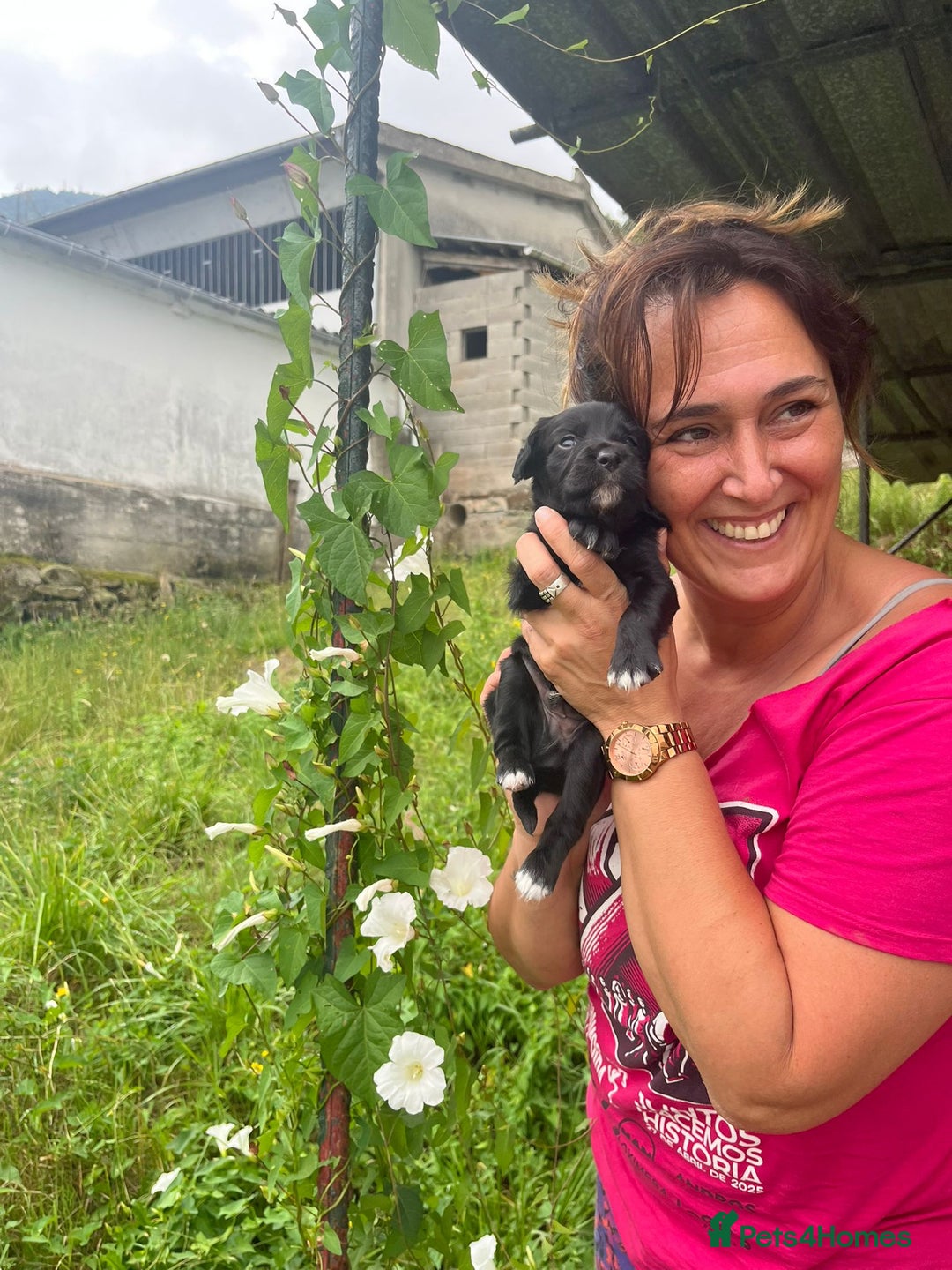 English Setter dogs for adoption: Setter x Pups (Rina's Puppies) - Image 8