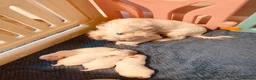Maltese dogs for sale: Korean Maltease puppies  - Advert 5