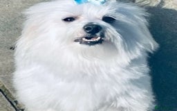 Maltese dogs for stud: Well proven, Kc registered Maltese for stud. in Northampton - Image 8