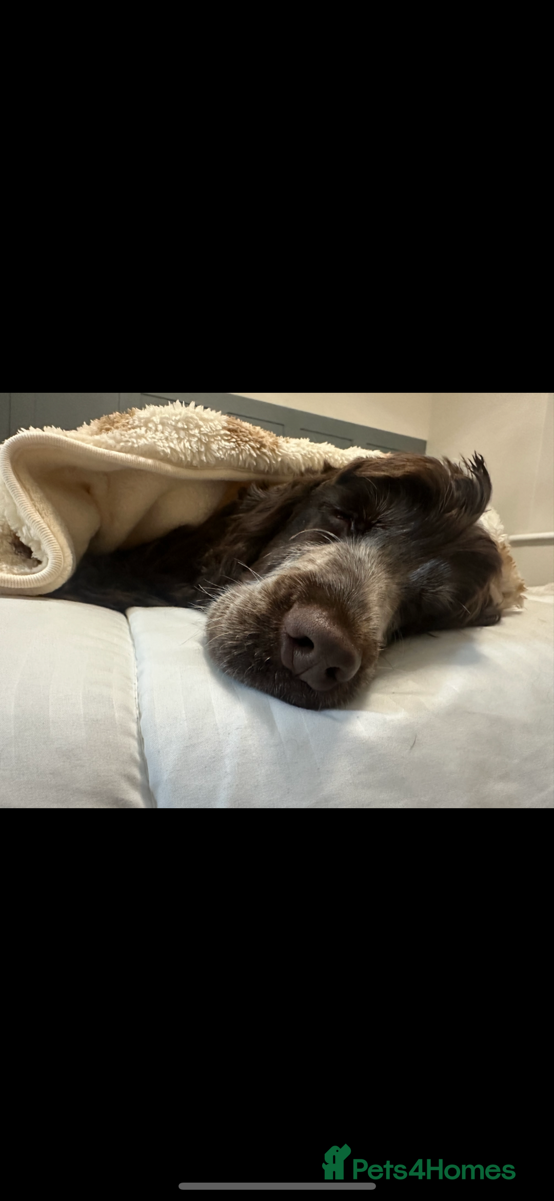 Cocker Spaniel dogs for sale: Show cocker spaniel for sale  - Advert 1