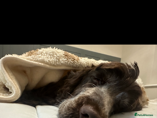 Cocker Spaniel dogs Show cocker spaniel for sale - Advert 1