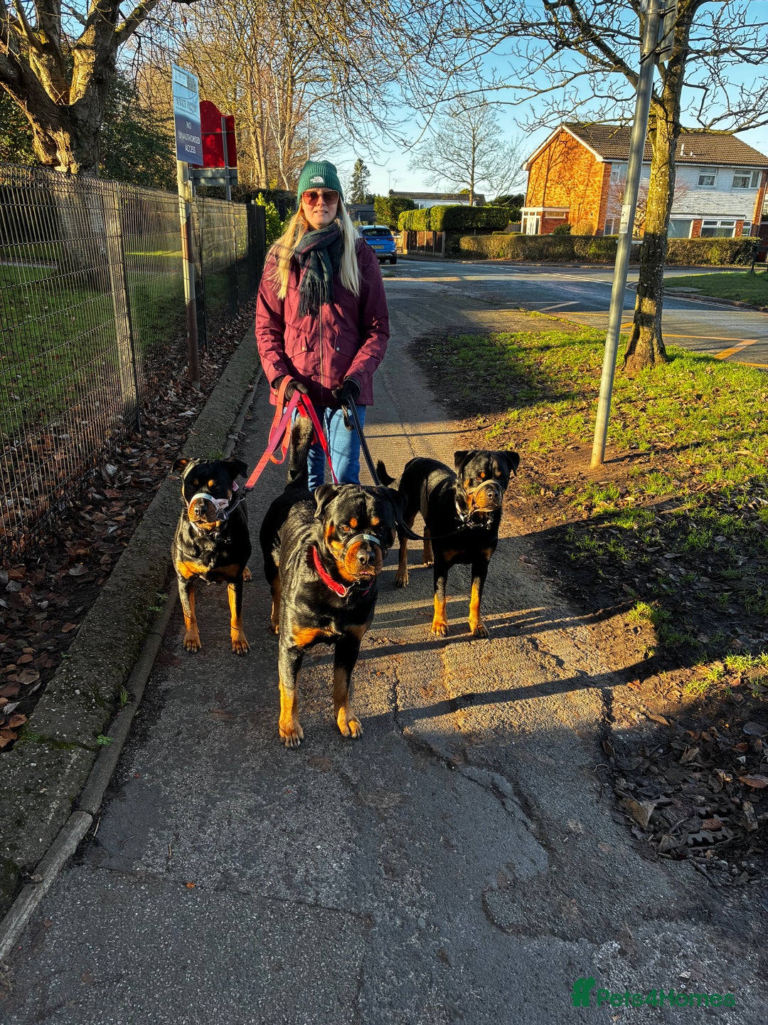 Rottweiler dogs for stud: 2.5 year old Rottweiler for stud  - Advert 13