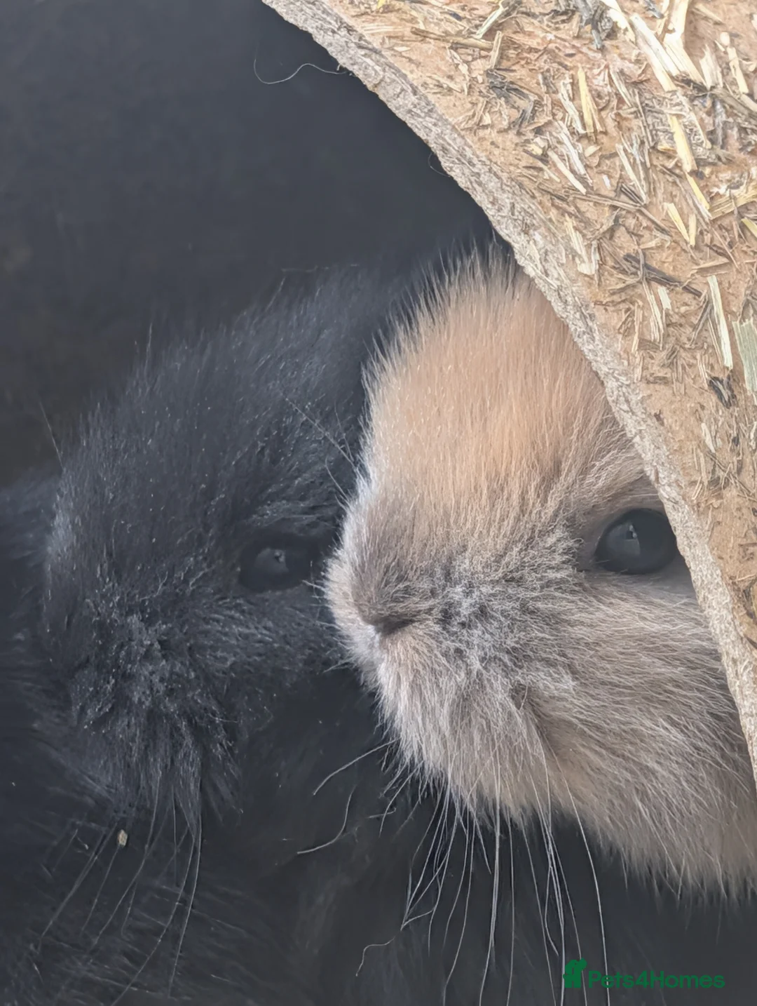 Lionhead rabbits for sale: Dwawf lionhead rabbits  in Ripley - Advert 6