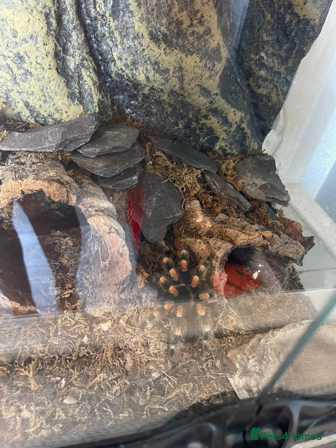 Tarantulas invertebrates for sale: Mix of tarantulas - Image 5