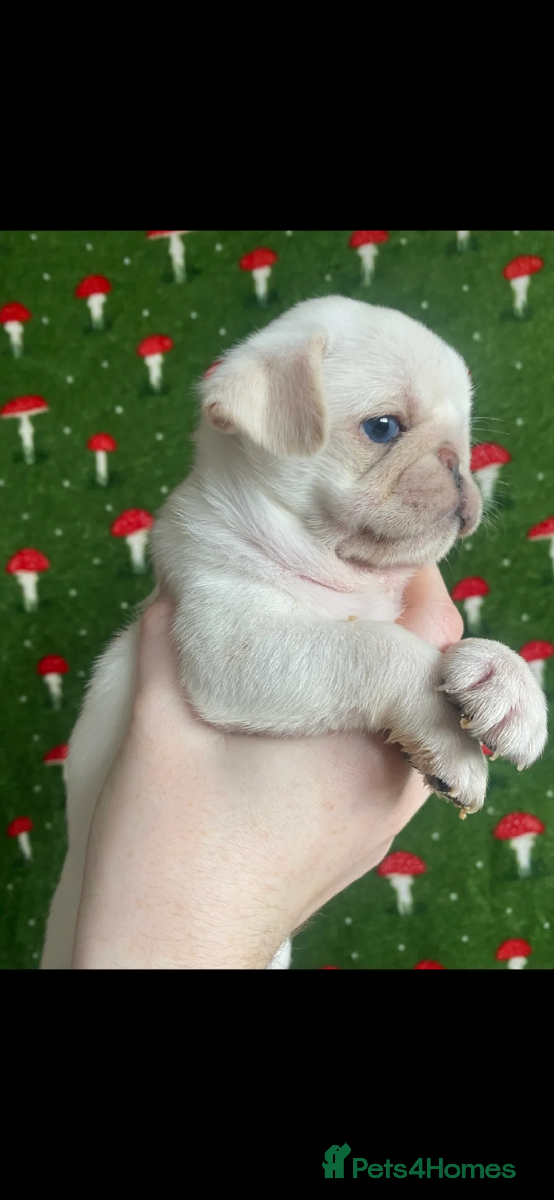 Pug dogs for sale: Beautiful pugs for sale  - Advert 8