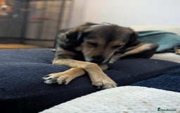 Mixed Breed dogs for adoption: Have you got the dedication to save this soul ? - Image 2