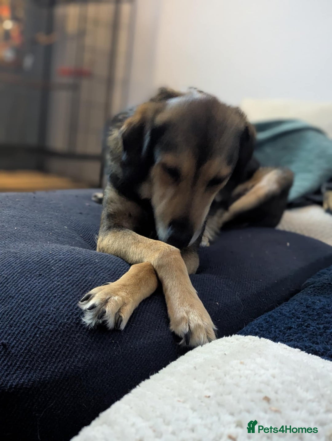 Mixed Breed dogs for adoption: Have you got the dedication to save this soul ? - Image 2