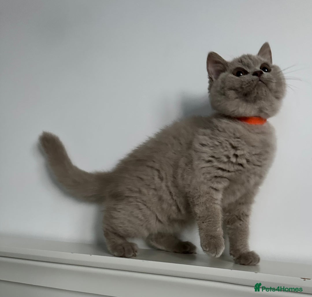 British Shorthair cats for sale: Ready🏡British Shorthair Chuky Kittens - Image 3
