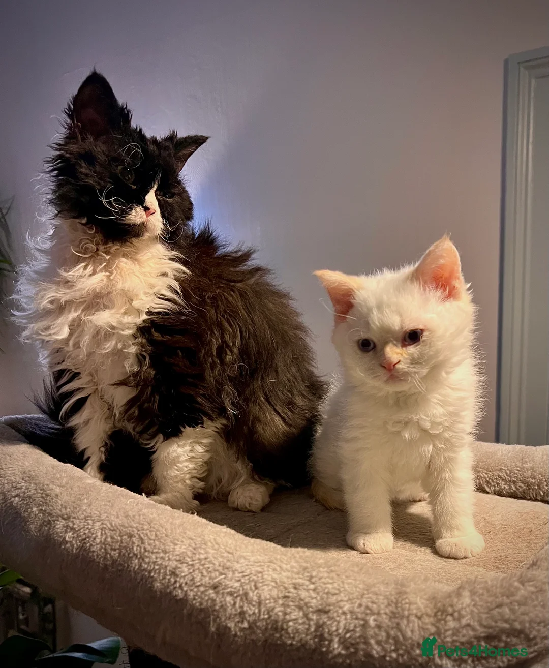Selkirk Rex cats for sale: Stunning Selkirk rex kittens - Advert 2